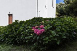 霍里顿Aegean's Whispery Seafront Villa的一座建筑前方的绿色大灌木,花粉红色