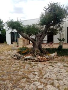 莫托拉masseria chianca " Le Gravine"的坐在建筑物前的树