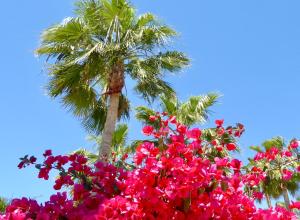 穆特克萨梅尔Maison Illeta Golf Bonalba的棕榈树和棕榈树前的粉红色花朵