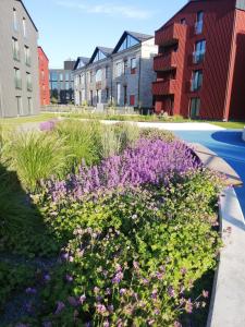塔林VP Kalamaja Apartment with garage的一座花园,在建筑前方种有紫色花卉