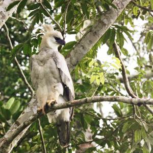 TambopataWasai Tambopata Lodge的鸟坐在树枝上