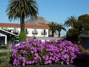 莫罗贝莫罗贝日落汽车旅馆的棕榈树前的一束紫色花
