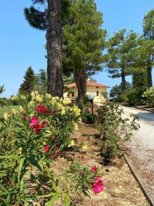 佩萨罗Villa Rina的花草繁多的花园和树屋