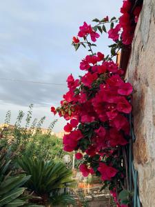 马达莱纳Villa le Bougainvillea的挂在墙上的一束红色花