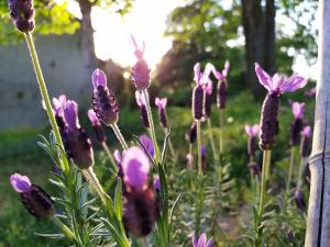 ÉvrunesLa Cabane des Beaux Chênes的花园里的一束紫色花