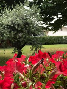 法拉-迪索利戈Gina & Jeto的树丛,红色的花丛,树底下