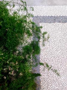 普拉托Castle Rooms的卵石人行道上生长着植物