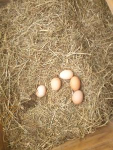 BurrowbridgeMorland的一群蛋坐在干草上