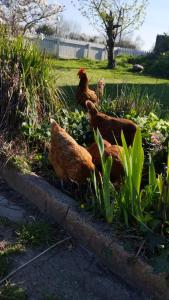 BurrowbridgeMorland的一群站在花园中的鸡