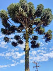 坎波斯杜若尔当Paz na Montanha的蓝天前的棕榈树