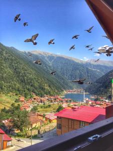 乌宗Uzungöl Özbek Apart ve Kafe的一群鸟飞过城市