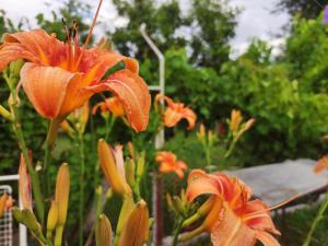 弗尔尼亚奇卡矿泉镇Konak Mali Raj的花园里的一群橙花