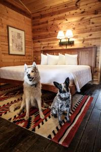 ChamaChama Trails Motel的小屋内床边的两只狗
