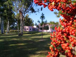 费德拉西翁莱斯阿奇拉斯乡村民宿的公园里一棵树上的一群樱桃