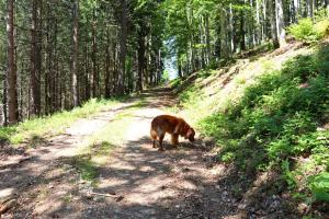 Kleines WiesentalHaus Belchenwiese的一条棕色的狗沿着土路走