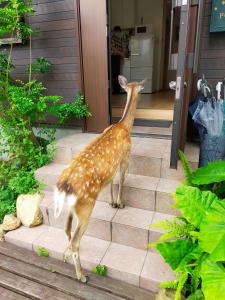 奈良Deer hostel- - 外国人向け - 日本人予約不可的一只猫站在房子的台阶上
