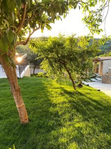 圣维托基耶蒂诺Relais FraSimon Antico Casale的两棵树,在院子里,有绿草