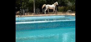卡尔塔吉罗塔斯卡乡村民宿的站在游泳池旁的白马