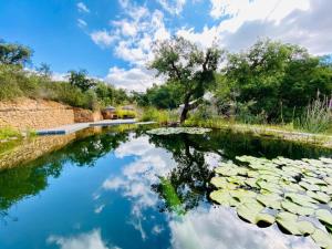 圣路易斯Portugal Nature Lodge的池塘,有百合垫子,树和云