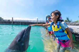 本部冲绳海洋广场度假酒店的一个小女孩在水中伸出援手,与海豚接触