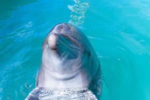 本部冲绳海洋广场度假酒店的海豚在水中游泳
