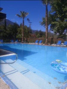 卢特拉伊帕蒂斯埃纳酒店的一座棕榈树和椅子的大型游泳池