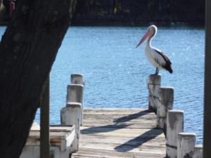 苏塞克斯入口Secret at Sussex Inlet Units的坐在水边的码头上的鸟儿