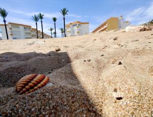 德尼亚Apartamentos Oliver Playa的海滩上沙子上的壳