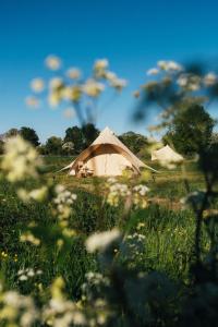 坎特伯雷The Quaives - Cottages & Glamping的花田里的大型棕褐色帐篷