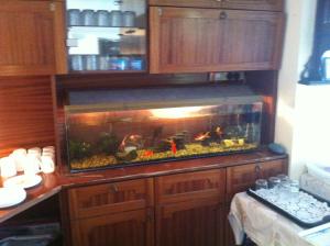 麦克鲁姆喷泉之家住宿加早餐旅馆的厨房里一个橱柜上的大型鱼缸