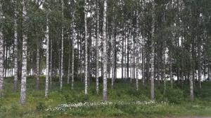 瓦尔考斯Studio mummola的一群有白色树干和白色花的树