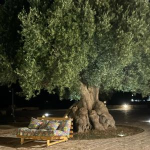 奥斯图尼Trullo Nadia Ostuni的夜晚坐在大树下的一个长凳