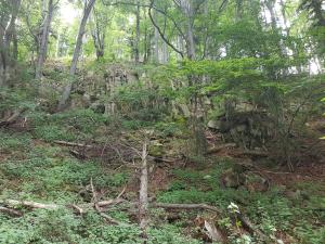 ZaryteParking pod Luboniem Wielkim的树木和绿色植物的森林