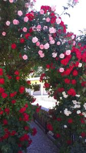 安纳贝格-伦格茨Pension Haus Rohrmoser的花园里的一束红白玫瑰