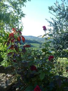 卡斯特利纳-因基安蒂Podere Palazzolo (ADULTS ONLY)的花园中玫瑰花丛,花朵红色