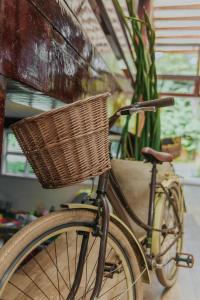 坎布里Pousada Camburizinho的一辆自行车,车上有一个篮子停在植物旁边