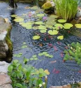圣安德烈Bunga-lodge VANILLE的满是百合垫子和植物的池塘