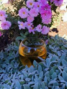 西格纳吉吉迪旅馆的玻璃碗,坐在紫色花的顶上