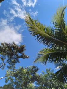 萨尔瓦多Hospedaria D'Maria的两棵棕榈树和一片云 ⁇ 的蓝天