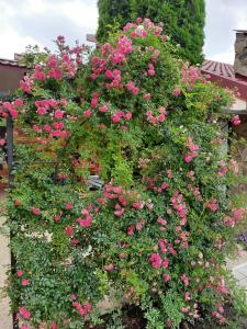 ZyubrovkaПанівецька Садиба的花园里一大片粉红色玫瑰