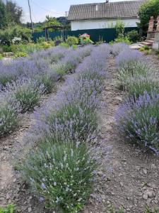 ZyubrovkaПанівецька Садиба的花园里的薰衣草