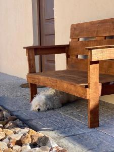 特立尼达岛Casita de Piedra的木凳下的白色狗