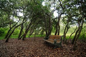 路易特里哈特Leshiba Wilderness的森林中间的公园长凳