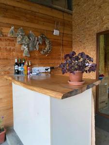 OmaloGuesthouse Omalo的装有酒瓶的柜台和盆栽植物
