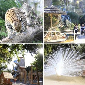 滨海萨纳里L'ete Indien 2的一张带豹子和游乐场的公园照片的拼贴图