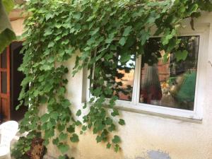 布拉索夫Casa Adrian CAMERE CENTRU VECHI的一只绿色常春藤在窗边生长