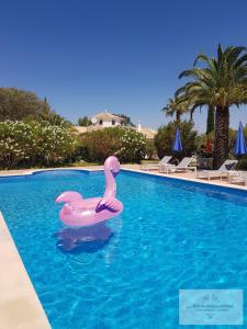 法鲁Monte-Bougainvillea的游泳池里的粉红色塑料天鹅