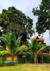 莫姆皮切Raices Mompiche的两棵棕榈树在房子前面