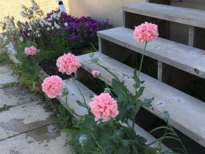 德兰赫勒Heartwood Inn的木凳旁的一束粉红色的花
