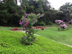圣安东尼奥-杜皮尼亚尔Villa Piccola Italia的公园里种着紫色花的灌木